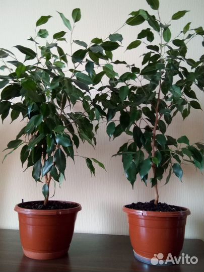 Фикус Бенджамина