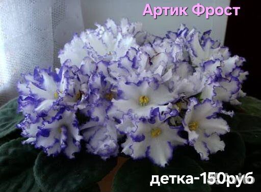 Детки сортовых фиалок стандарты