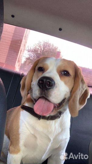 Бигль вязка