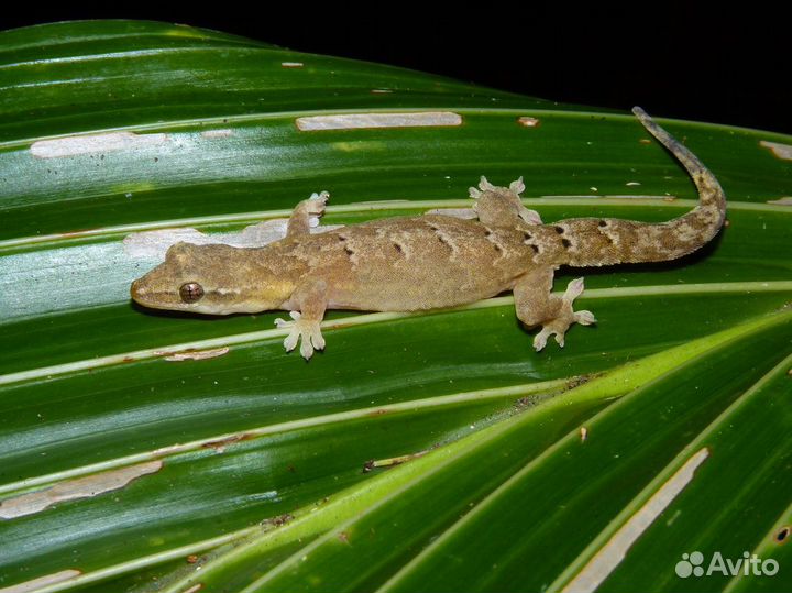 Траурный геккон.(Lepidodactylus lugubris)