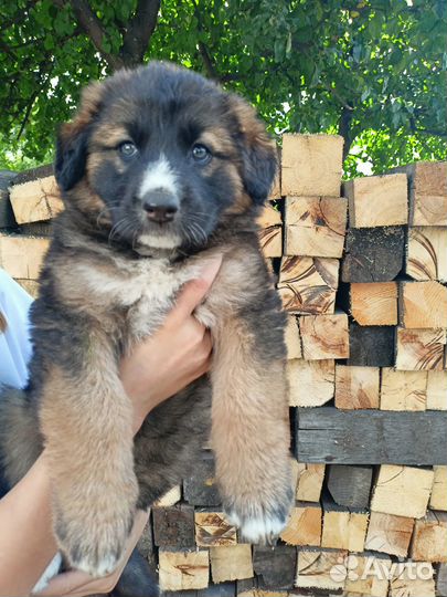 Отдам в добрые руки