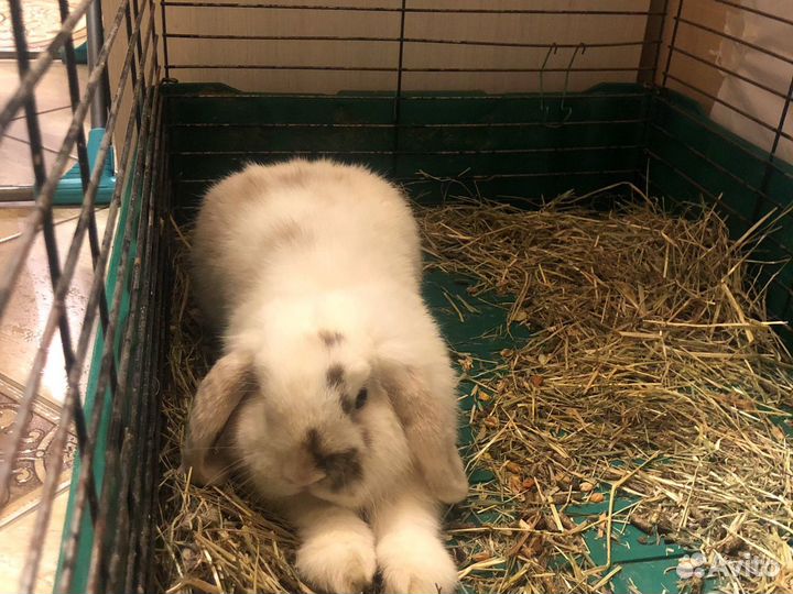 Декоративный вислоухий кролик (описание см.)