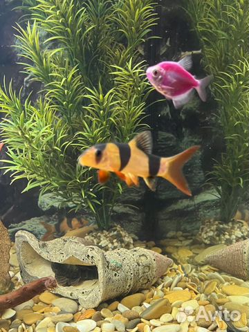 Рыбки аквариумные боция клоун