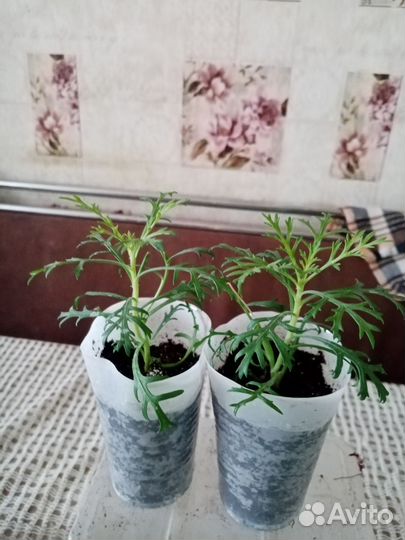 Аргирантемум