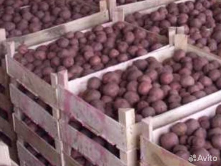 Семена картофеля сорта Спиридон