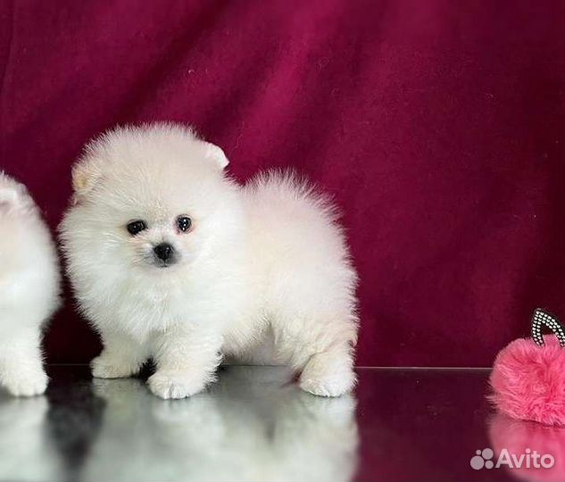 Кукольные мини шпицы