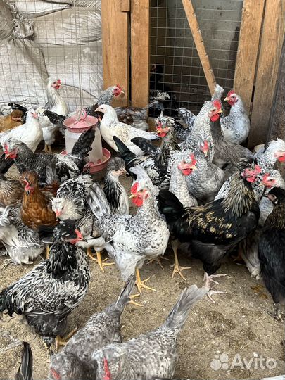 Молодые петушки