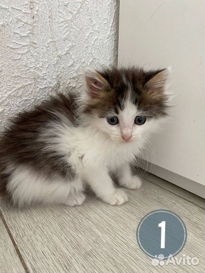 Пушистые котятки в добрые руки