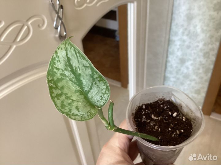 Сциндапсусы и эпипремнумы сортовые