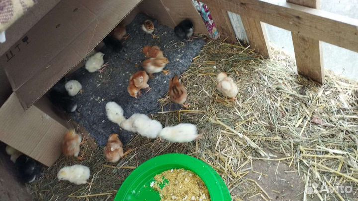 Цыплята (домашняя несушка)