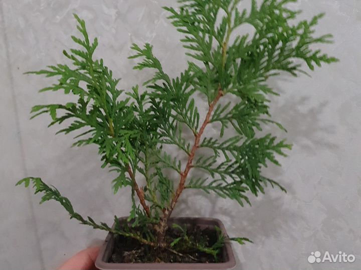 Туя Глобоза