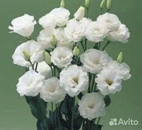 Семена эустомы крупноцветковой