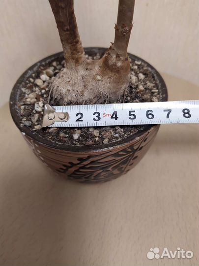 Каудексная бегония Дрега. Begonia dregei