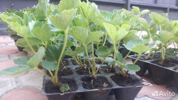 Клубника кассетная рассада под заказ