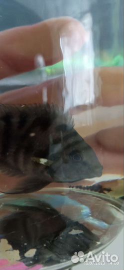 Рыба попугай сапфировый