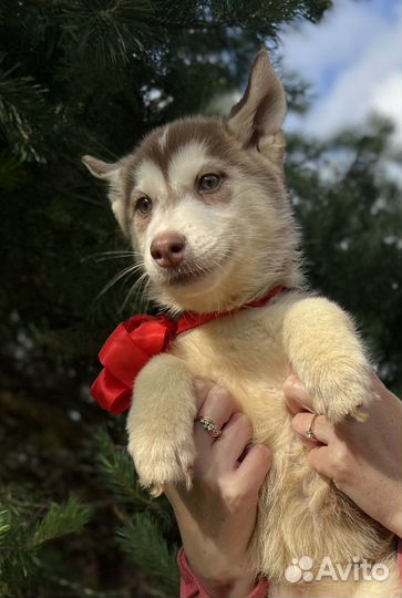 Щенки сибирской хаски, девочка 2,5 мес