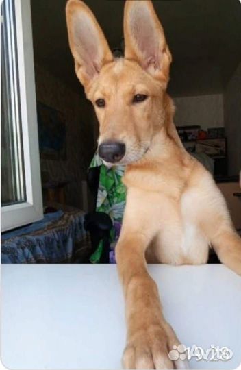 Собака в добрые руки