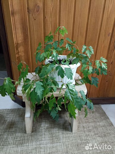 Филодендрон, Циссус (берёзка)