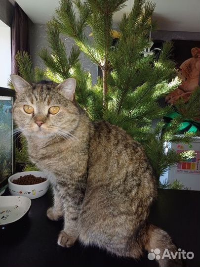 Кошечка ищет дом