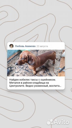 Найдена собака