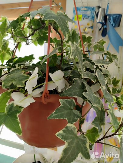 Хосты, плющ- Хедера, Дихондра