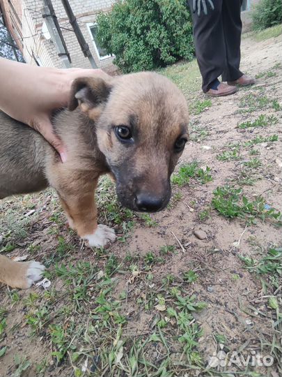 Щенок девочка