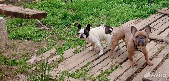 Мини французики