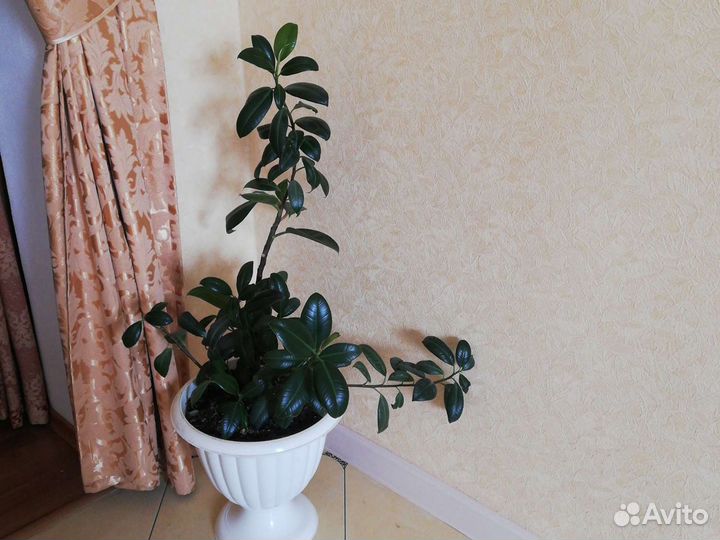 Большие комнатные цветы