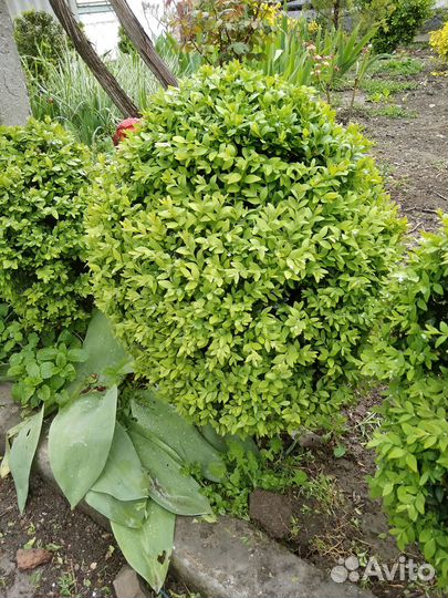 Самшиты, жимолость