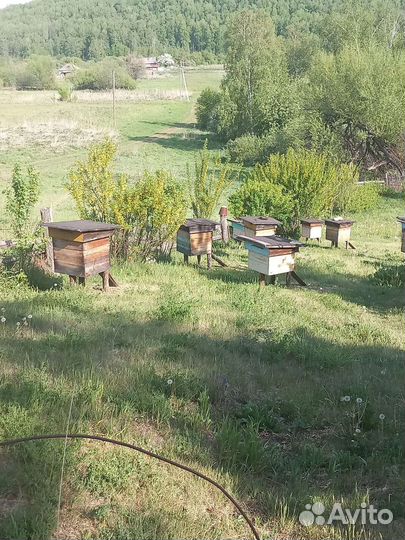 Продается пасека