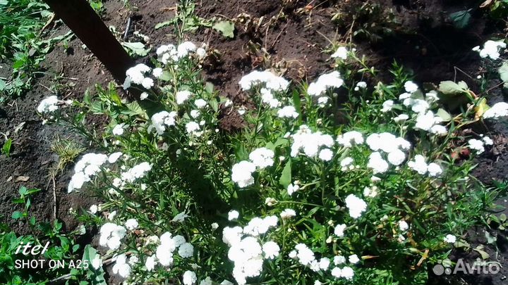 Бессмертник