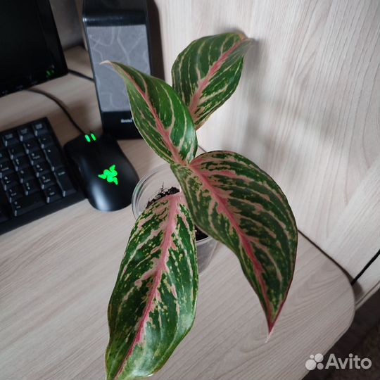 Комнатные цветы