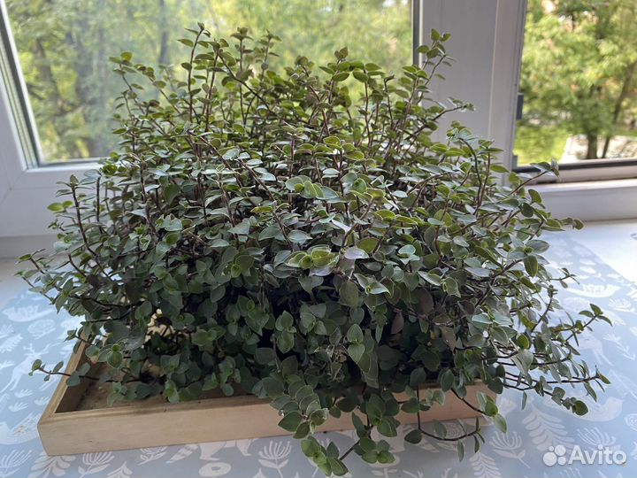 Комнатные цветы Коллизия