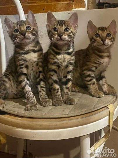 Бенгальские котята