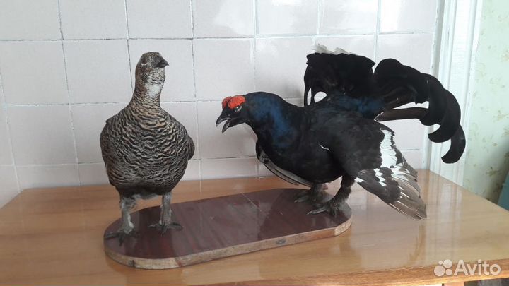 Чучела птиц