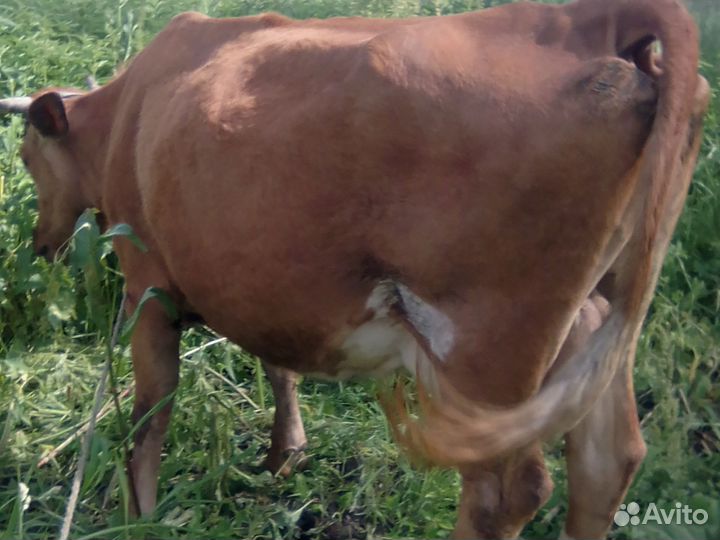 Хочу продать кому нибудь на корову или на мясо
