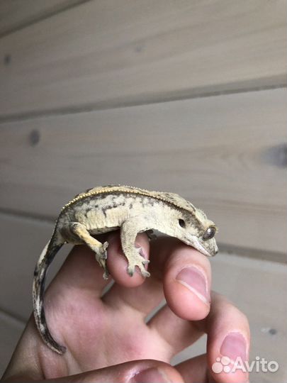 Реснитчатый бананоед