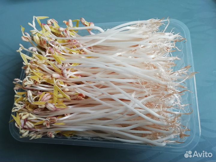 Микрозелень, проростки маш, голозёрный овёс