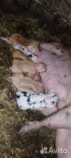 Поросята ландрас дюрок