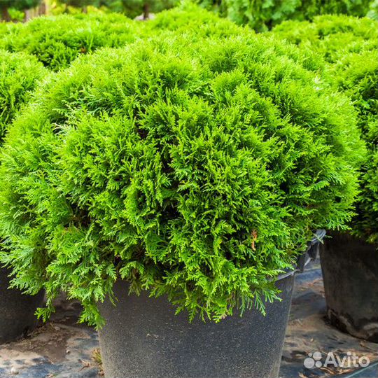 Туя западная Литл Гиант