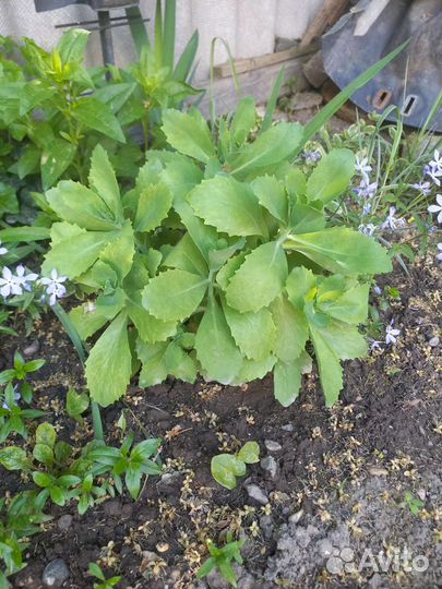 Очиток Седум (Заячья капуста)