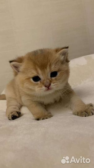 Шотландский кот золотая шиншилла вязка