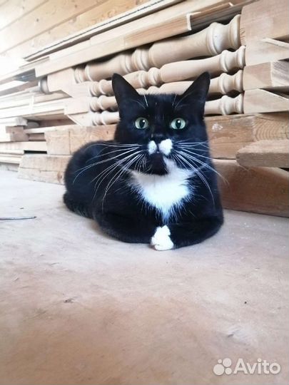 Котенок в дар