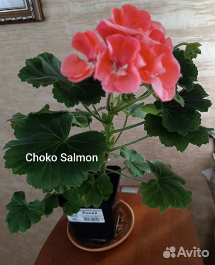 Пеларгония герань