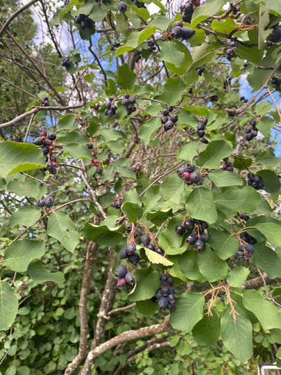 Дача 25 м² на участке 6 сот.