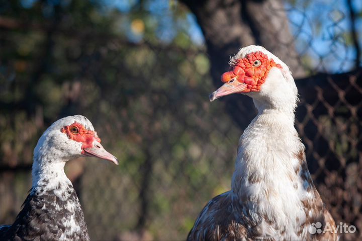 Объектив Carl zeiss Tessar 1940 года