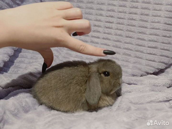 Декоративные кролики