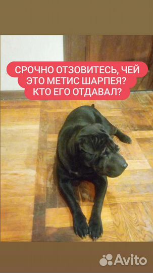 Берет собак и выбрасывает