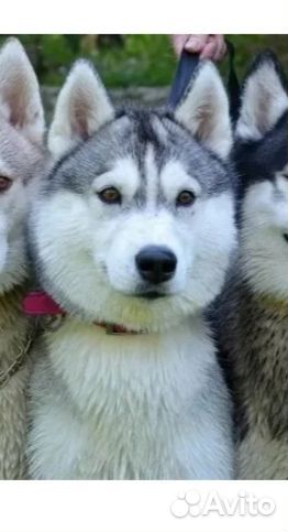 Молодой кобель Хаски