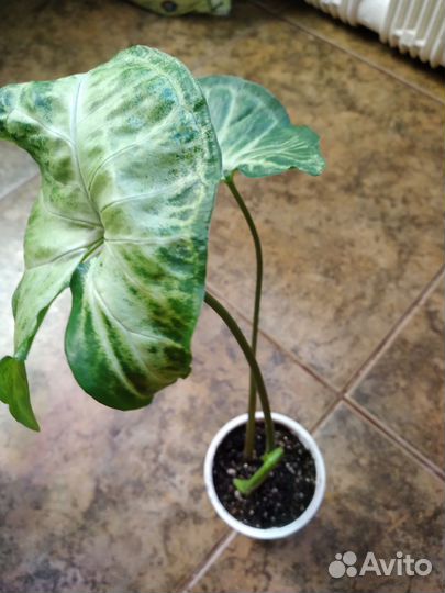 Ком. цветы плектрантус 4 сор. КРОТОН шефлера